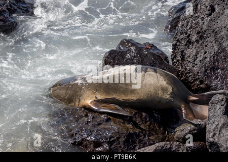 Lion de mer enetring la mer, promenade, Puerto Baquerizo Moreno, Playa de los Marinos, San Cristobal, îles Galapagos, Equateur, Banque D'Images