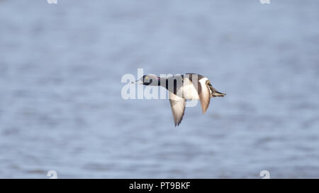 drake sauvage du Royaume-Uni touffé (Aythya fuligula) isolé dans un vol en milieu d'air au-dessus de l'eau, en direction de gauche, ailes vers le bas course. Canard touffeté mâle volant. Banque D'Images
