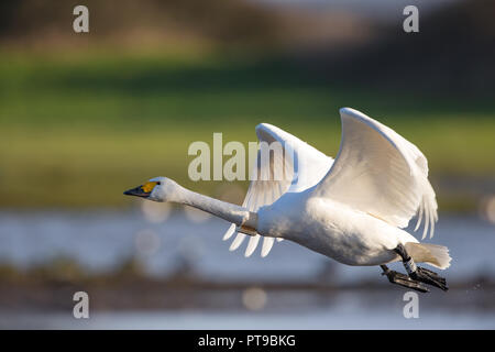 Vue latérale gros plan sur le cygne sauvage isolé du Royaume-Uni Bewick (Cygnus colombianus) GPS tracker monté sur le cou de l'oiseau, prenant au-dessus de l'eau, ailes en haut du soleil. Banque D'Images