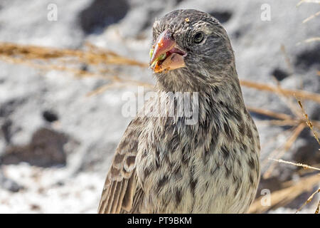 Femme, Moyen Ground-Finch, Darwin Finch, Geospiza fortis, manger les semences, la Loberia, San Cristobal island, îles Galapagos, Equateur Banque D'Images