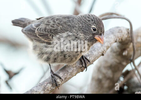 Femme, Moyen Ground-Finch, Darwin Finch, Geospiza fortis, Puerto Baquerizo Moreno, San Cristobal island, îles Galapagos, Equateur, Banque D'Images