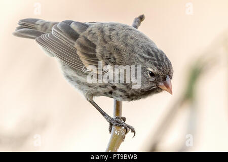 Femme, Moyen Ground-Finch, Darwin Finch, Geospiza fortis, Puerto Baquerizo Moreno, San Cristobal island, îles Galapagos, Equateur, Banque D'Images