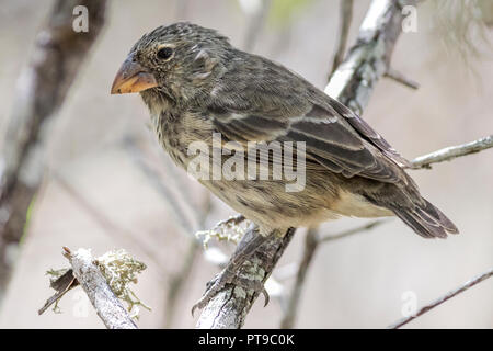 Femme, Moyen Ground-Finch,Darwin Finch, la Loberia Cliff Walk, San Cristobal island, îles Galapagos, Equateur, Banque D'Images