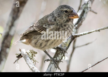 Femme, Moyen Ground-Finch,Darwin Finch, la Loberia Cliff Walk, San Cristobal island, îles Galapagos, Equateur, Banque D'Images