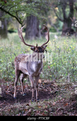 Stag Deer dans Phoenix Park Dublin Ireland Banque D'Images