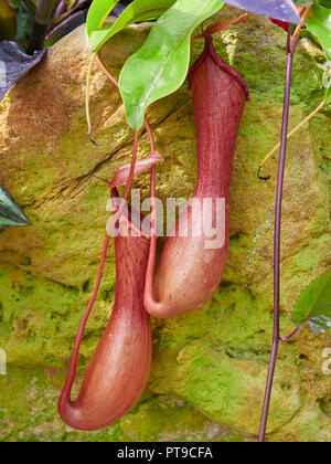 Pantalon Pitcher de la famille Plantae, genre Nepenthes, une plante carnivore plante épiphyte vu au Jardin Botanique à St Andrews Fife, en Écosse. Banque D'Images