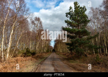 East Gate Road, Rendelsham Forest, Suffolk, UK. Banque D'Images