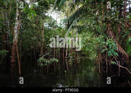 Rainforest jungle inondée pendant la saison des pluies avec belle réflexion Banque D'Images