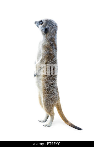 Portrait d'un upleft permanent suricates et alerte à la isolé sur fond blanc. Banque D'Images