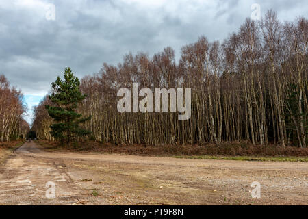 East Gate Road, Rendelsham Forest, Suffolk, UK. Banque D'Images