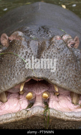 Prague, République tchèque. 07Th Nov, 2002. Hippo Slavek meurt à l'âge de 38 dans le zoo de Prague, République tchèque, le 6 octobre 2018. PHOTO D'Hippopotame Slavek dans la piscine de la Zoo de Prague qui a été partiellement rouvert au public après les inondations d'août le Samedi, 07 Septembre, 2002. Slavek, qui avait disparu quelque temps après la les inondations ont frappé le jardin zoologique, est apparu dans la chambre des éléphants de l'eau après avoir diminué sur la zoo inondé sur Aug.16. Photo : CTK Stanislav Zbynek/Photo/Alamy Live News Banque D'Images