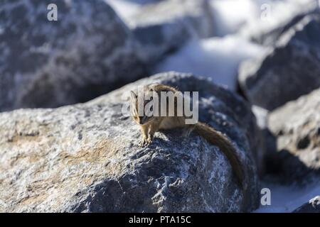 Le tamia rayé (Tamias Sciuridae) Animal Lapin Pierre debout sur Rock et de l'alimentation humaine dans mooching Rocheuses canadiennes Banque D'Images