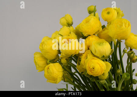 Renoncule de Perse. Bouquet fleurs renoncule jaune pâle fond clair. Wallpaper Banque D'Images