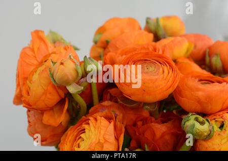 Renoncule de Perse. Bouquet de renoncules orange pâle fleurs fond clair. Wallpaper Banque D'Images