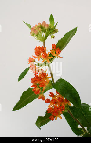 Asclepias Orange pour le fond de fleurs Banque D'Images