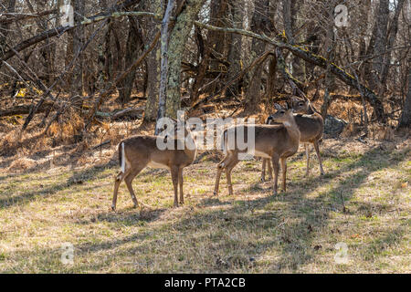 Trois jeunes cerfs whitetail Banque D'Images