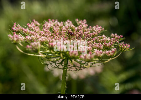 Usine de Ammi visnaga (toothpickweed) Banque D'Images