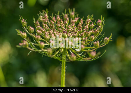 Usine de Ammi visnaga (toothpickweed) Banque D'Images