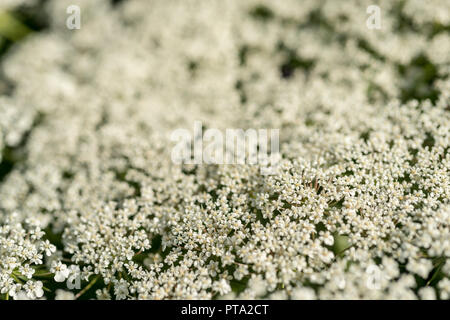 Usine de Ammi visnaga (toothpickweed) Banque D'Images