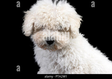 Portrait of a cute chien Puli, studio shot, isolé sur le noir. Banque D'Images