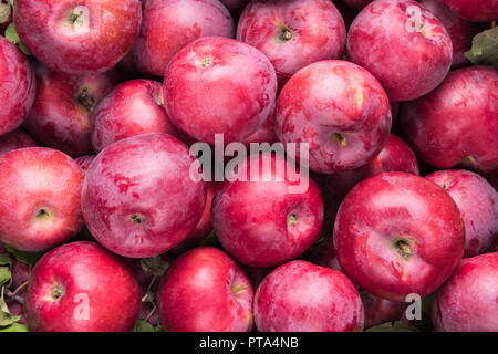 Vue de dessus sur des lots de pommes fraîches rouges récoltés juste avec peu de feuilles. Encore quelques fruits bleu-gris naturel revêtement sur leurs pelures. En bonne santé Banque D'Images