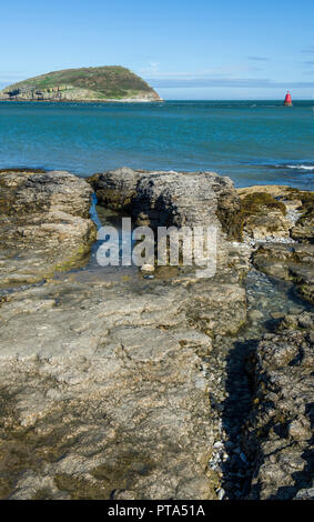 Macareux moine île au large de la Côte d'Anglesey à Penmon Banque D'Images