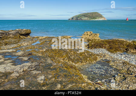 Macareux moine île au large de la côte d'Anglesey à Penmon Banque D'Images