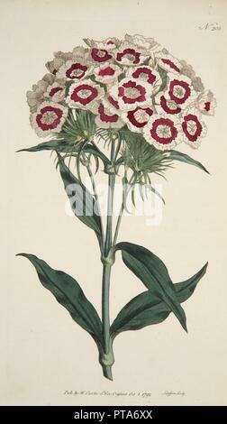 Dianthus barbatus (rose), pub. (1792) gravure colorée à la main. Organisateur : École d'anglais (18ème siècle). Banque D'Images