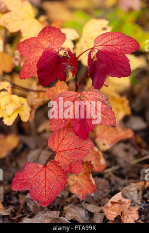 Feuillage de l'automne de la canneberge dans High-Bush Centre Sud de l'Alaska. Banque D'Images