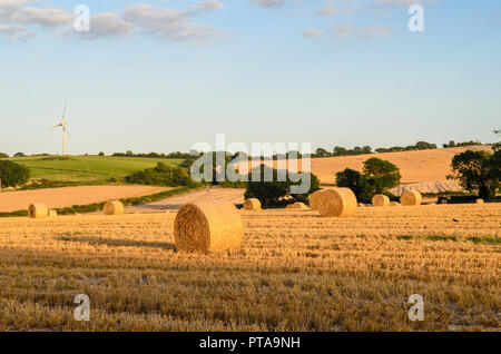 Domaines de l'balles de foin fraîchement récolté sécher au soleil dans les champs de la South Downs hills in Ringmer dans l'East Sussex, Angleterre. Banque D'Images