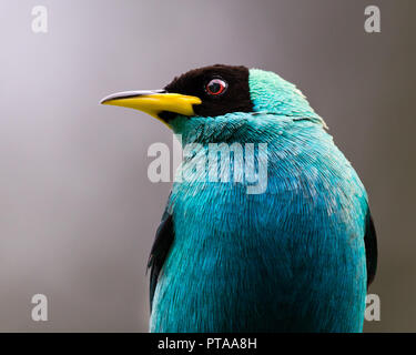 Gros plan d'un réducteur de lune de miel vert, Chlorophanes spiza, isolé sur un fond gris. Banque D'Images