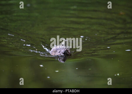 Un rat musqué nage tête vers l'appareil photo (Allemagne). Ein Bisam schwimmt auf die Kamera zu frontale (Deutschland). Banque D'Images