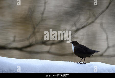 Un balancier sur un arbre couvert de neige et est à regarder l'environnement (Allemagne). Eine Wasseramsel beobachtet die Umgebung (Deutschland). Banque D'Images