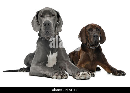 Portrait de deux adorables Grand Danois chien couché sur fond blanc. Banque D'Images