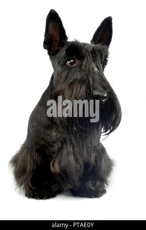 Portrait d'une adorable Scottish terrier assis sur fond blanc. Banque D'Images