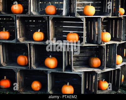 Pumpkns orange dans des caisses en bois Banque D'Images