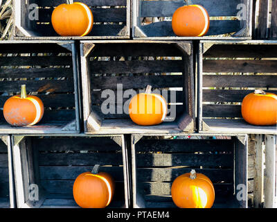 Pumpkns orange dans des caisses en bois Banque D'Images