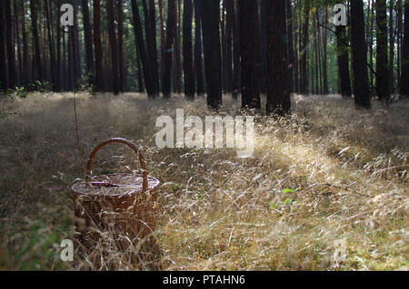 Panier avec le couteau de l'herbe dans la forêt - prêt pour cueillir des champignons de saison. Automne frais matin dans la forêt. Banque D'Images