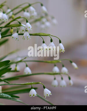 Vue rapprochée de flocons de neige fleur Banque D'Images