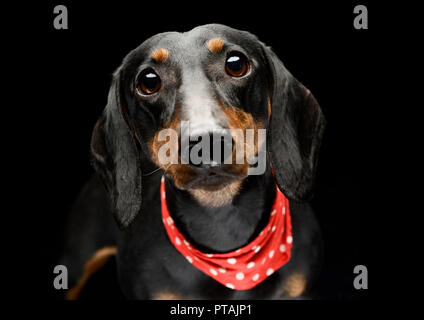 Portrait d'une adorable Teckel poil court portant un foulard rouge, studio shot, isolé sur le noir. Banque D'Images