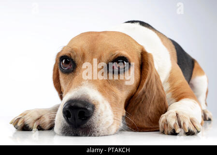 Portrait d'une adorable Beagle couché sur fond blanc. Banque D'Images