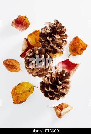 Les feuilles d'automne et des pommes de pin sur un fond blanc. Banque D'Images