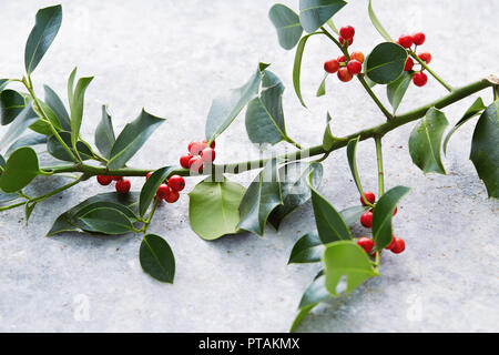 Décorations de Noël, des feuilles de houx avec les fruits rouges. Le houx (Ilex aquifolium européenne) Feuilles et fruits. Banque D'Images