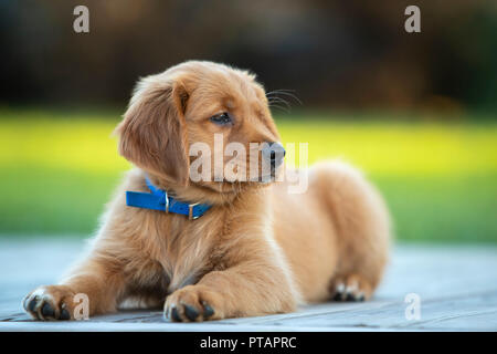 Contenu un chiot Golden Retriever portant sur un pont. Banque D'Images