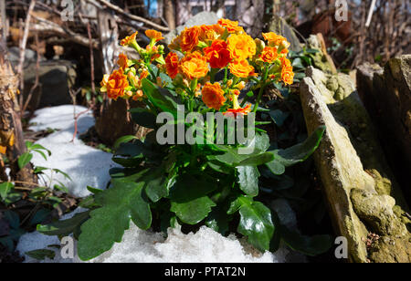 Kalanchoe (Kalanchoe blossfeldiana) plante avec des fleurs orange sur Spring Garden stony prairie avec la fonte de neige. Banque D'Images