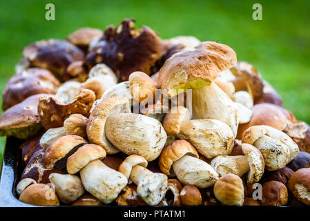 Boletus edulis, penny bun ou porcino est sauvage champignon comestible. Bande de sauvages cueillies accueil Boletus edulis champignon. La texture d'un tas de produits comestibles f Banque D'Images