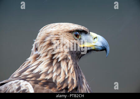 Close up portrait d'un Aigle royal Aquila chrysaetos l'un des plus connus des oiseaux de proie dans l'hémisphère Nord Banque D'Images