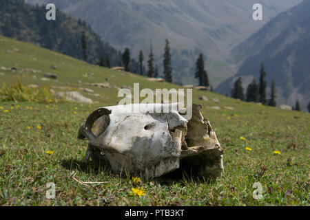 Crâne animal dans l'Himalaya indien Banque D'Images