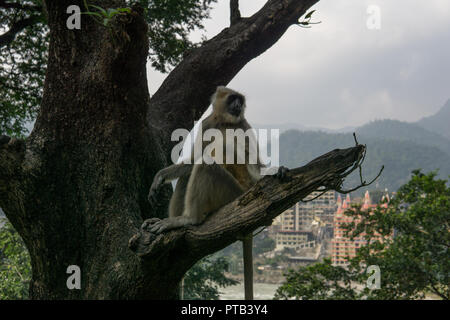 Hanuman Langur Monkey à Rishikesh en face de la rivière Ganges Banque D'Images