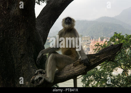 Hanuman Langur Monkey à Rishikesh en face de la rivière Ganges Banque D'Images